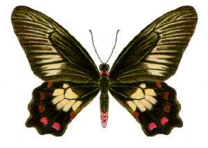Pachliopta polydorus