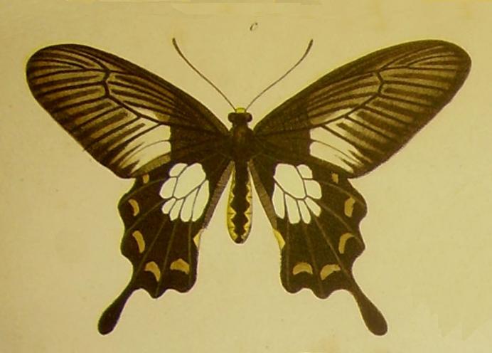 Pachliopta phlegon