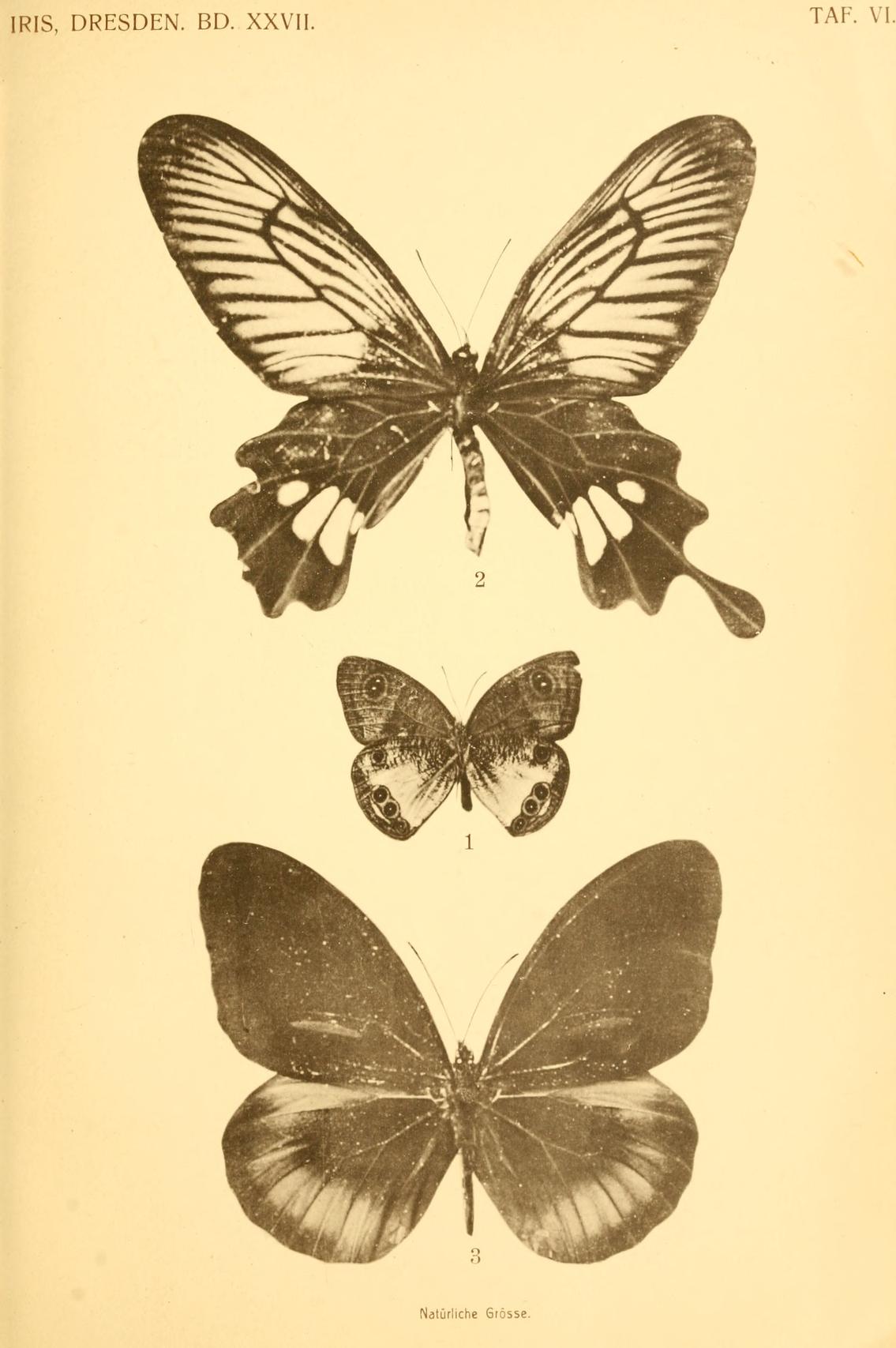 Losaria palu