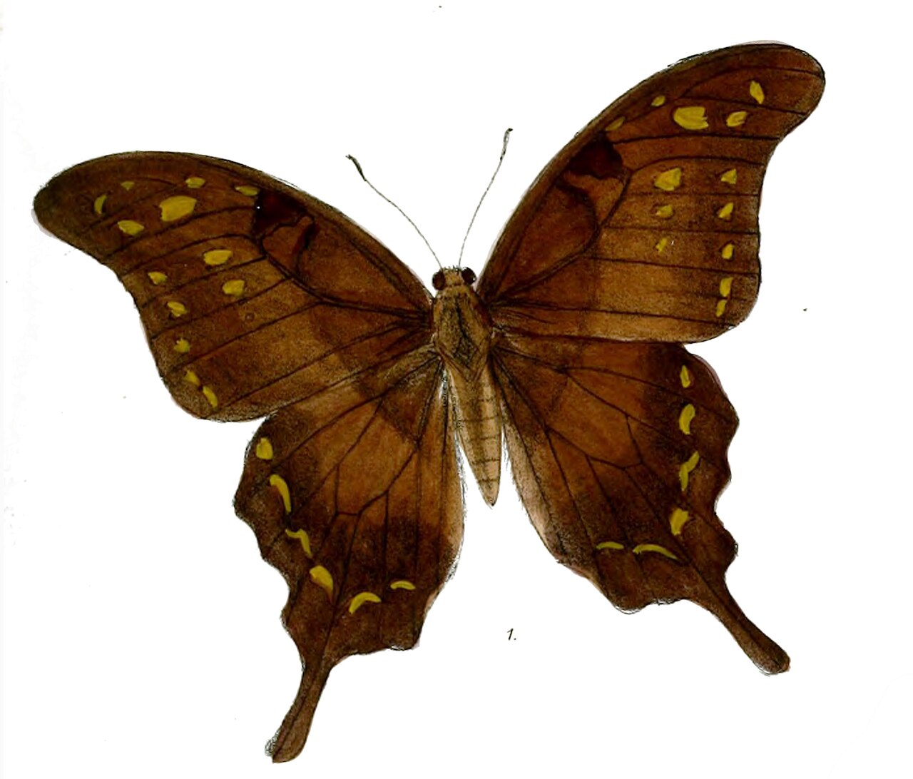 Meandrusa sciron