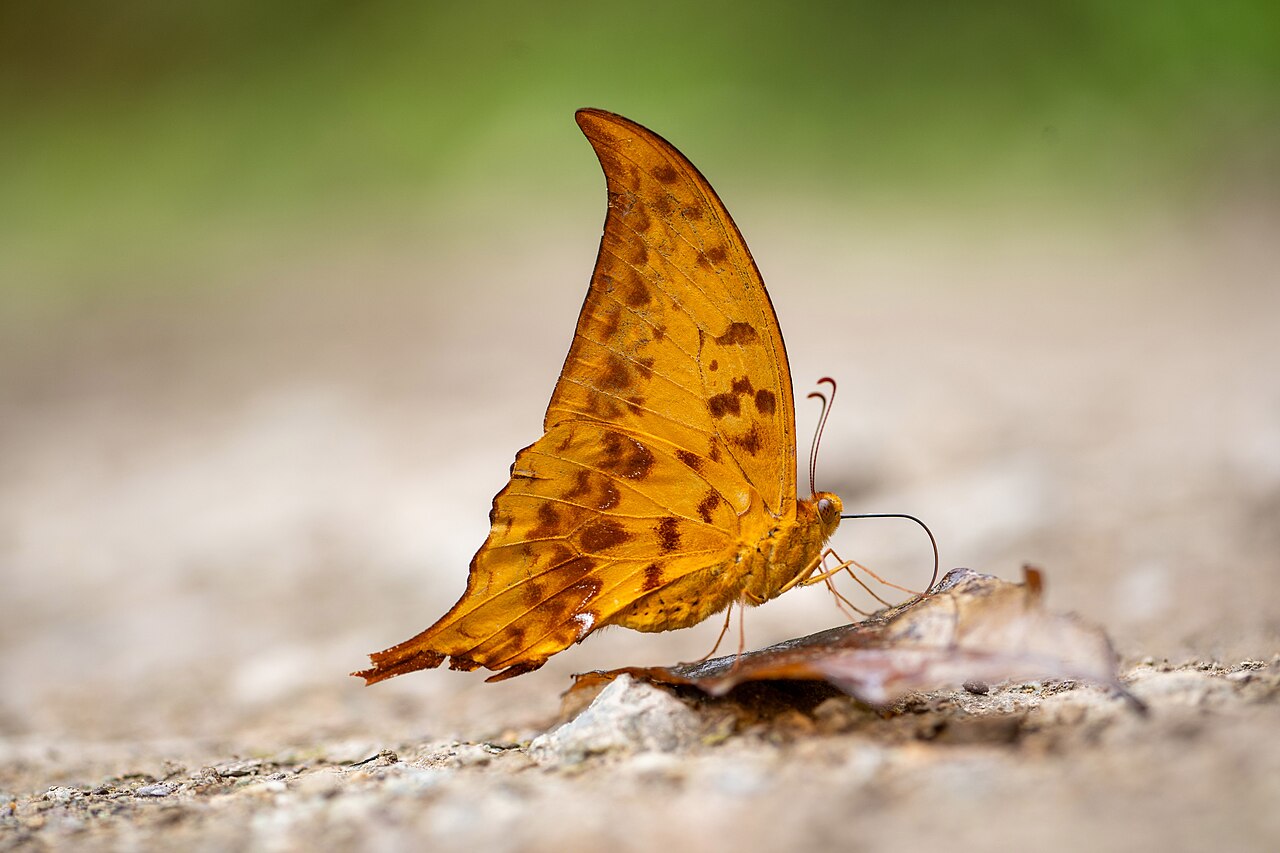 Meandrusa payeni（钩凤蝶）