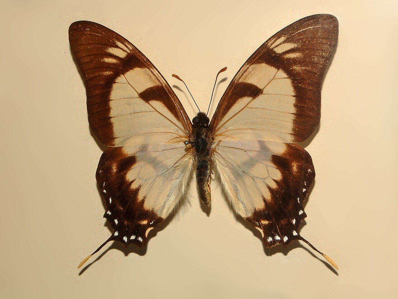 Eurytides dolicaon