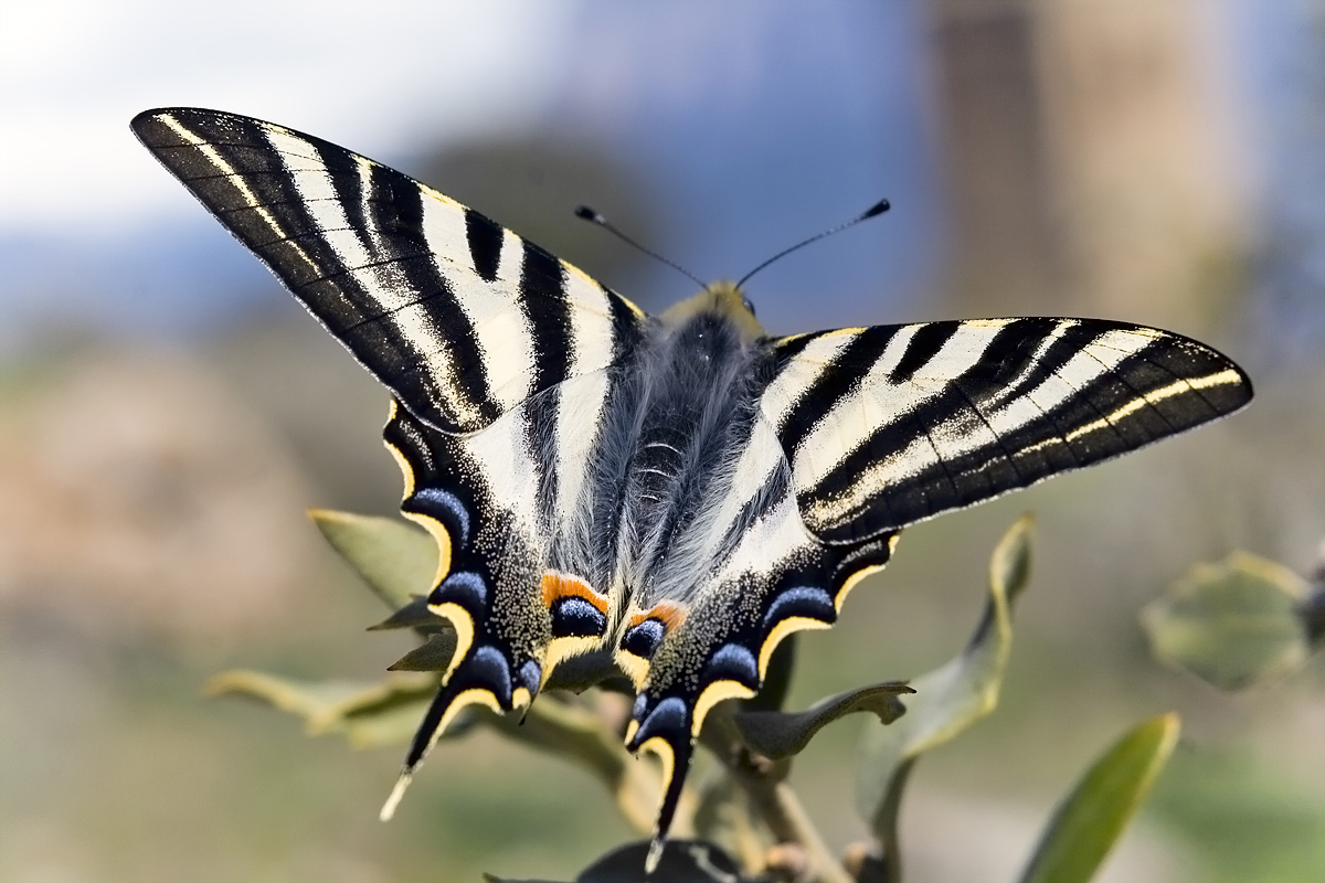 Iphiclides feisthamelii