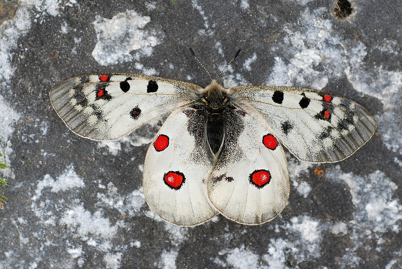 Parnassius corybas