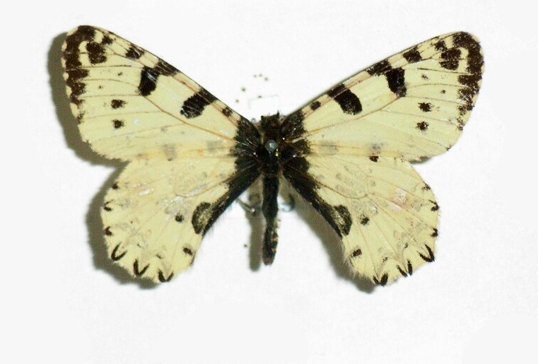 Allancastria cretica
