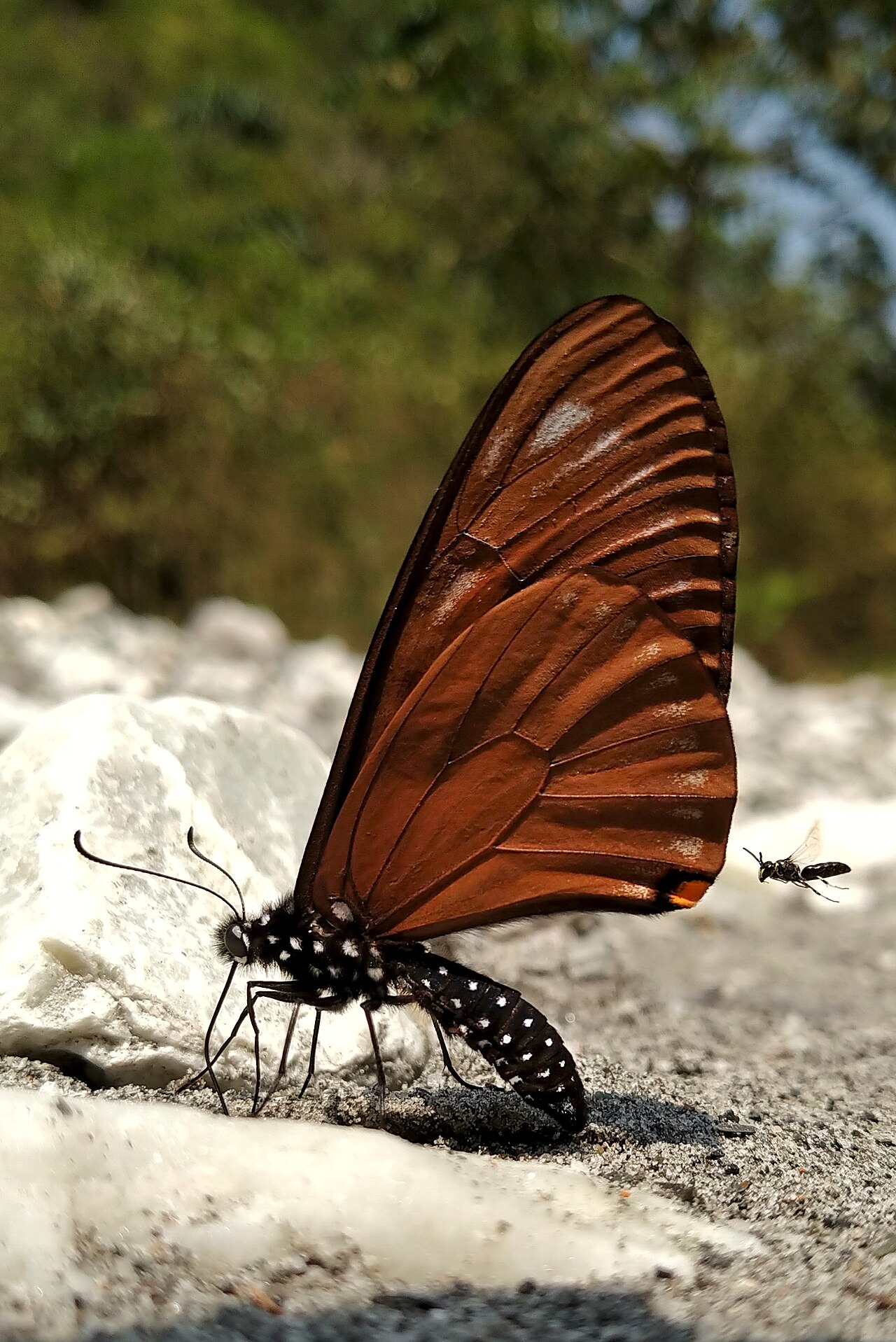 Papilio slateri