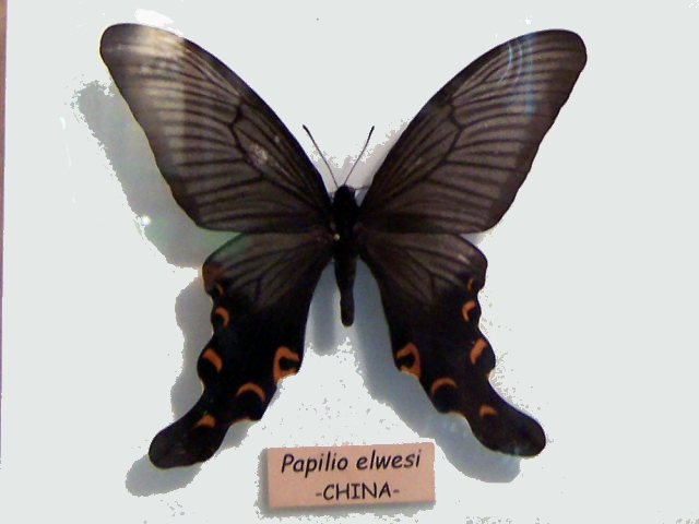 中華寬尾鳳蝶