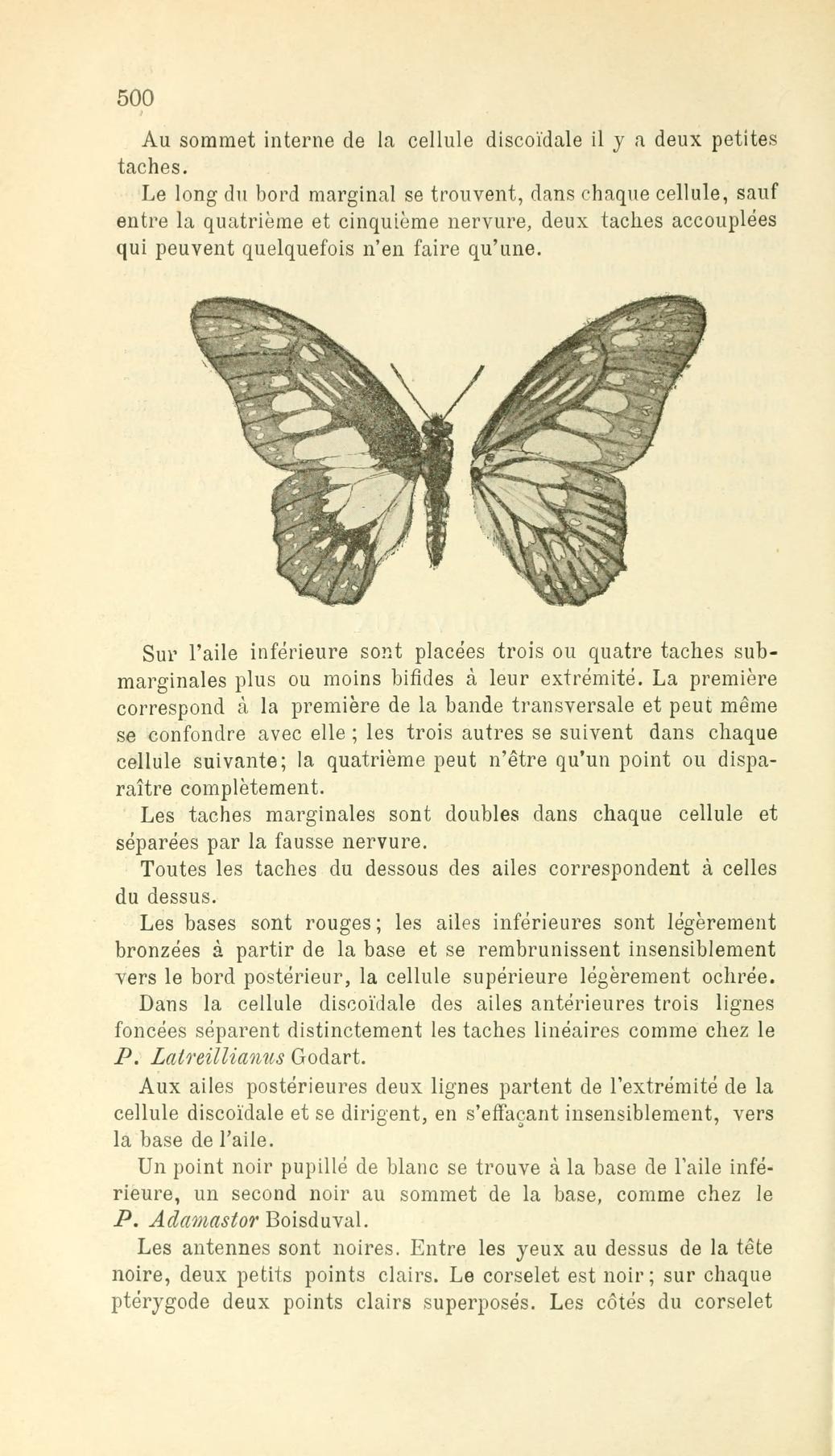 Graphium aurivilliusi