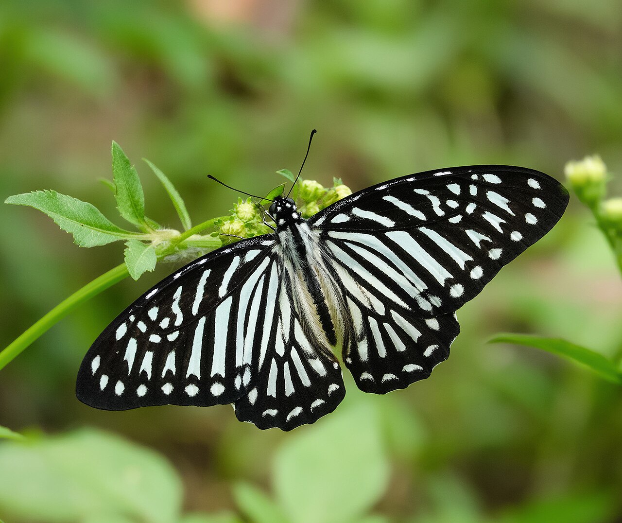 纹青凤蝶（Graphium macareus）