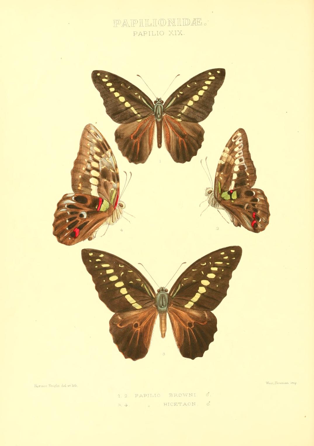 布朗青凤蝶（Graphium browni）