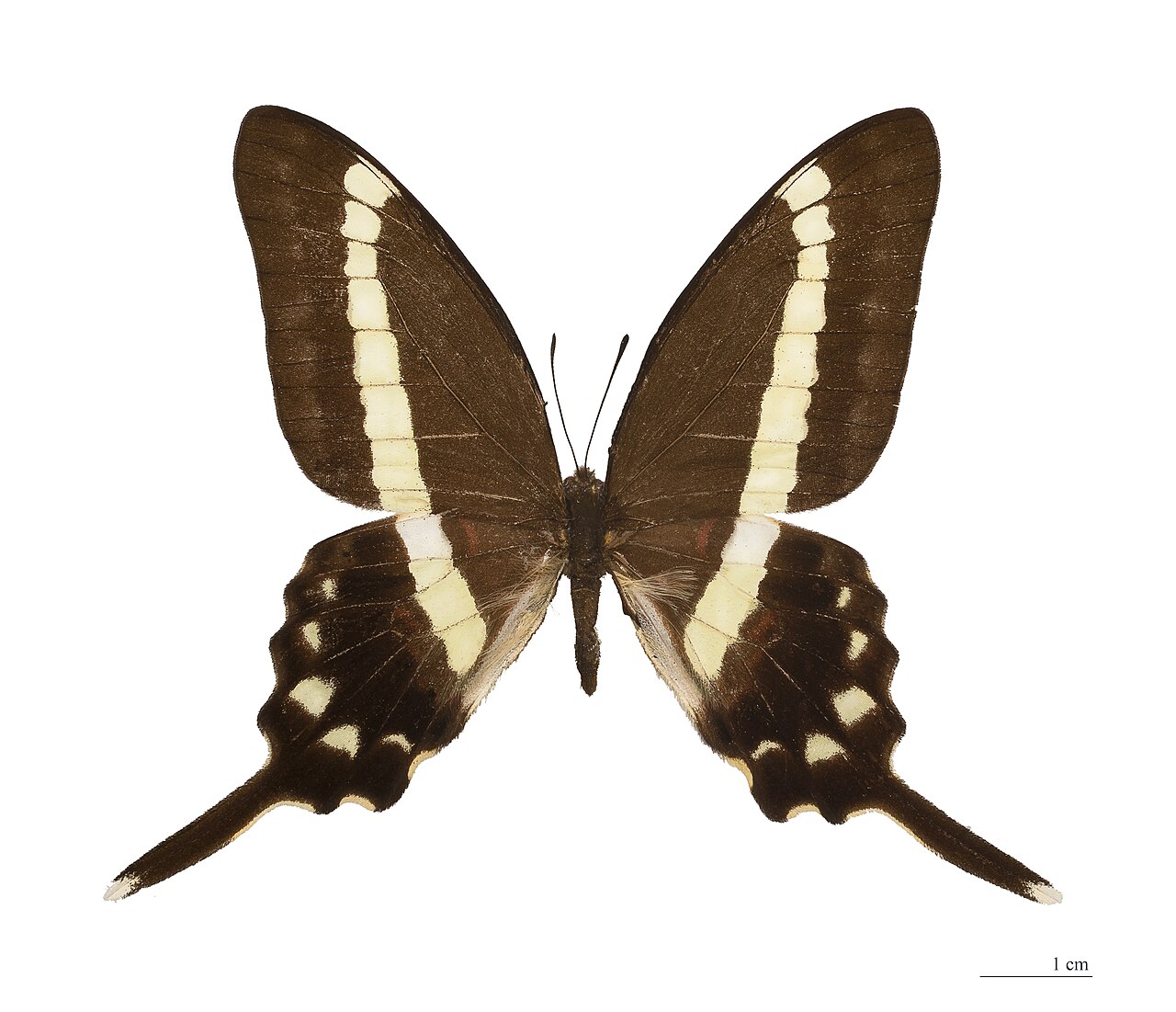 Graphium illyris