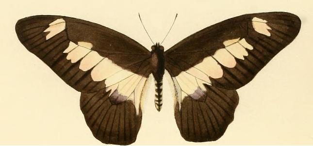 Graphium ucalegon