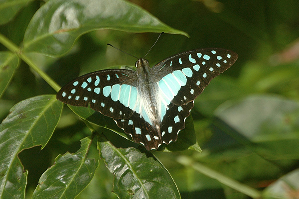 银钩青凤蝶（Graphium eurypylus）