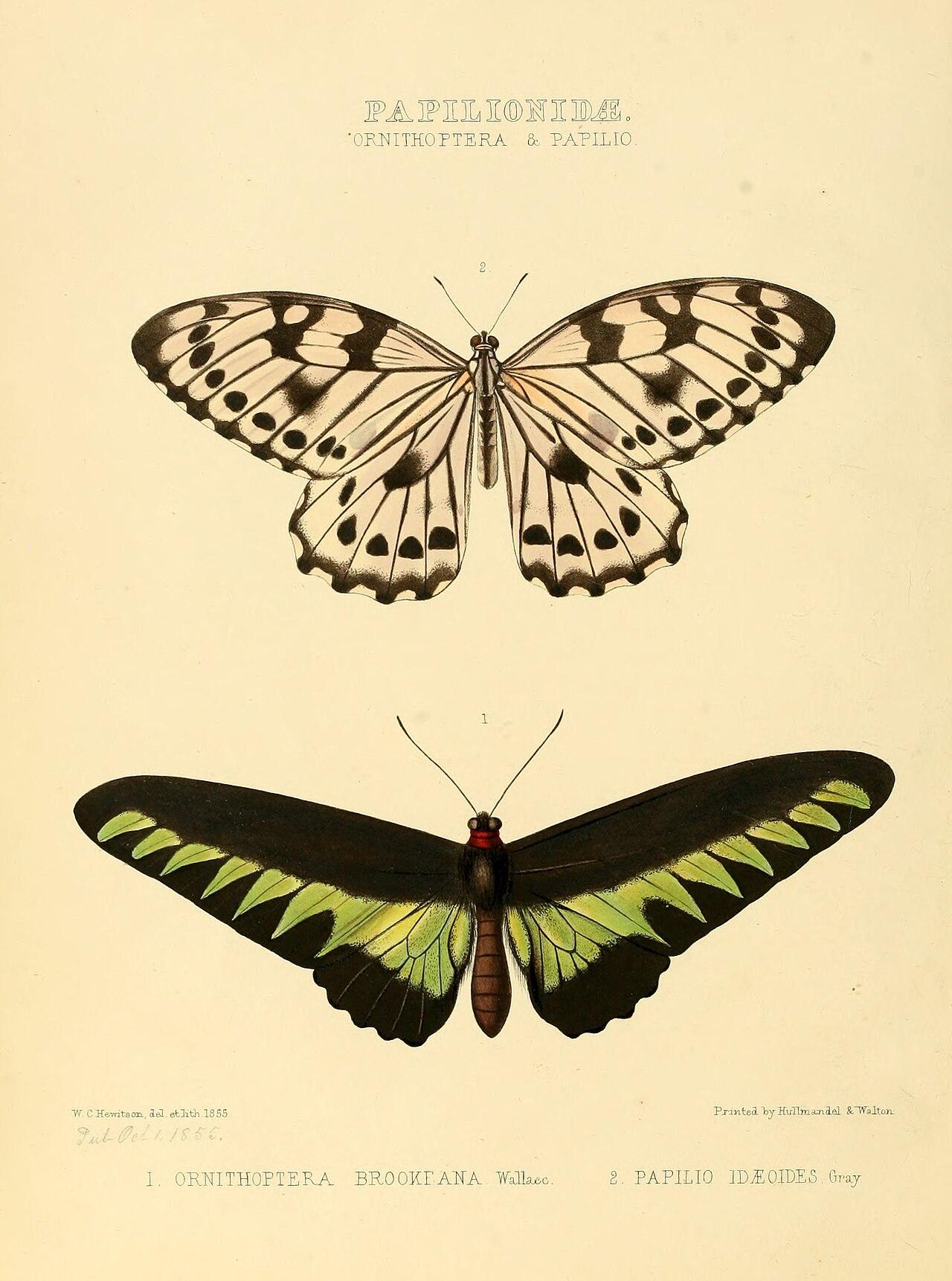 Graphium idaeoides