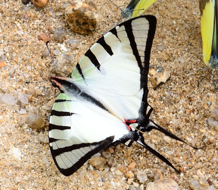 Graphium agetes（斜纹青凤蝶）