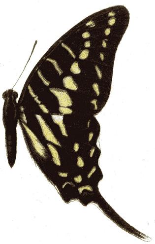 Graphium polistratus