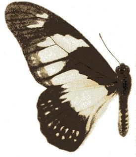 Graphium adamastor