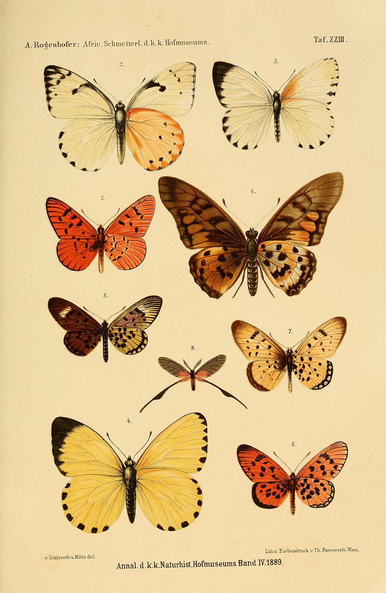 Graphium ridleyanus