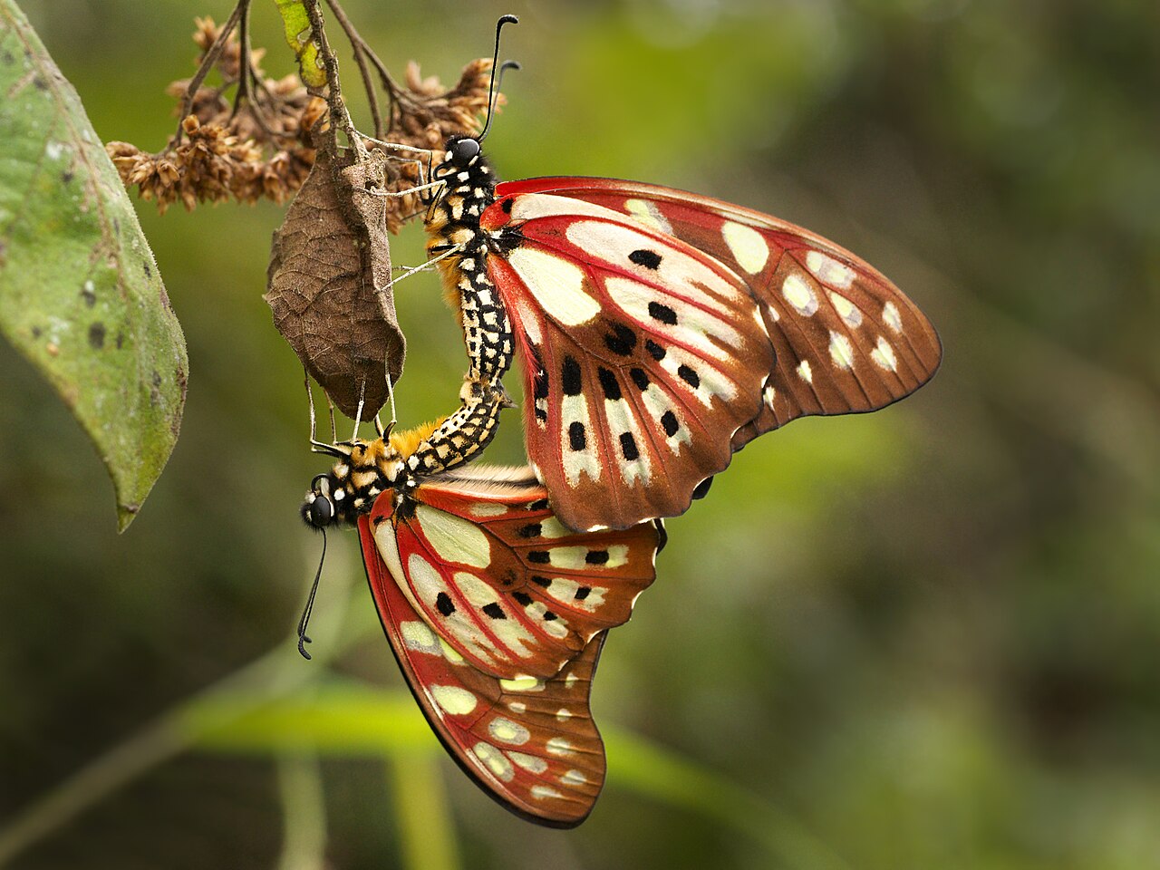Graphium cyrnus