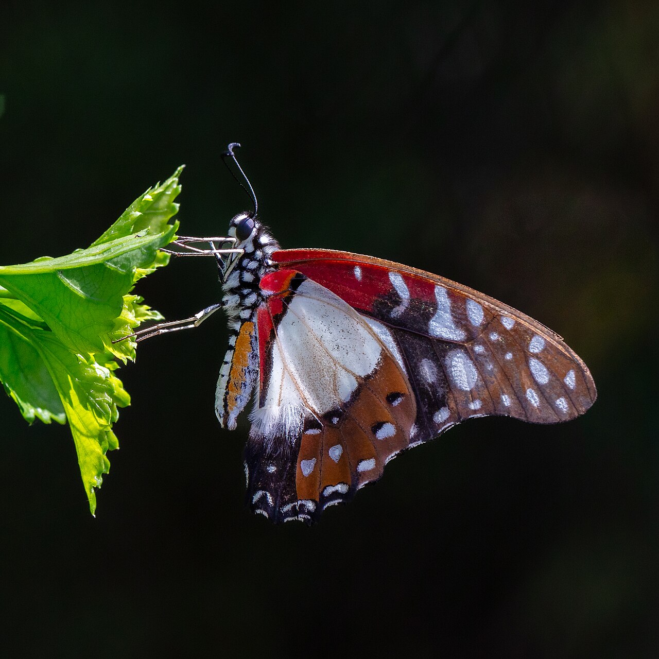 Graphium angolanus