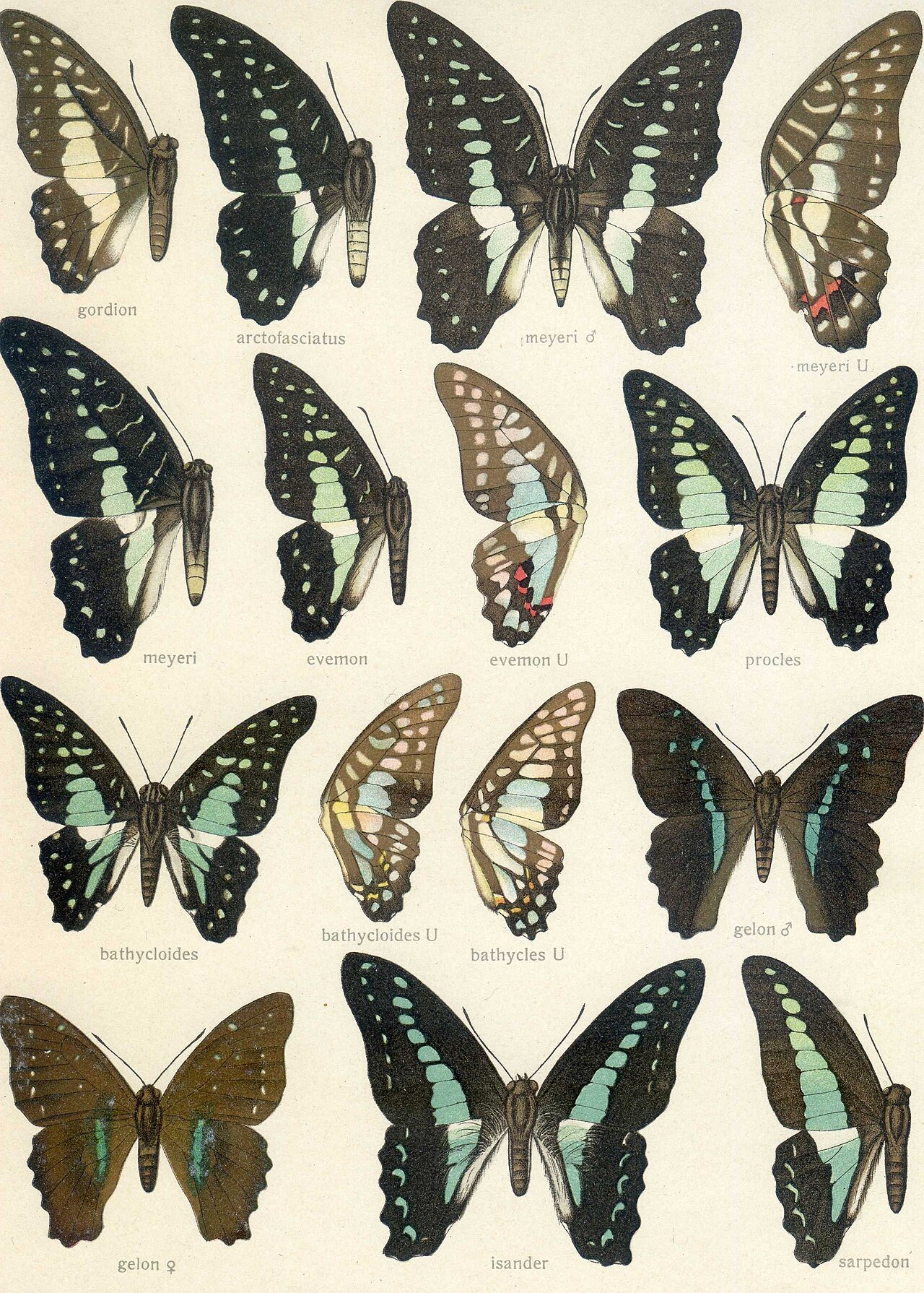 Graphium gelon