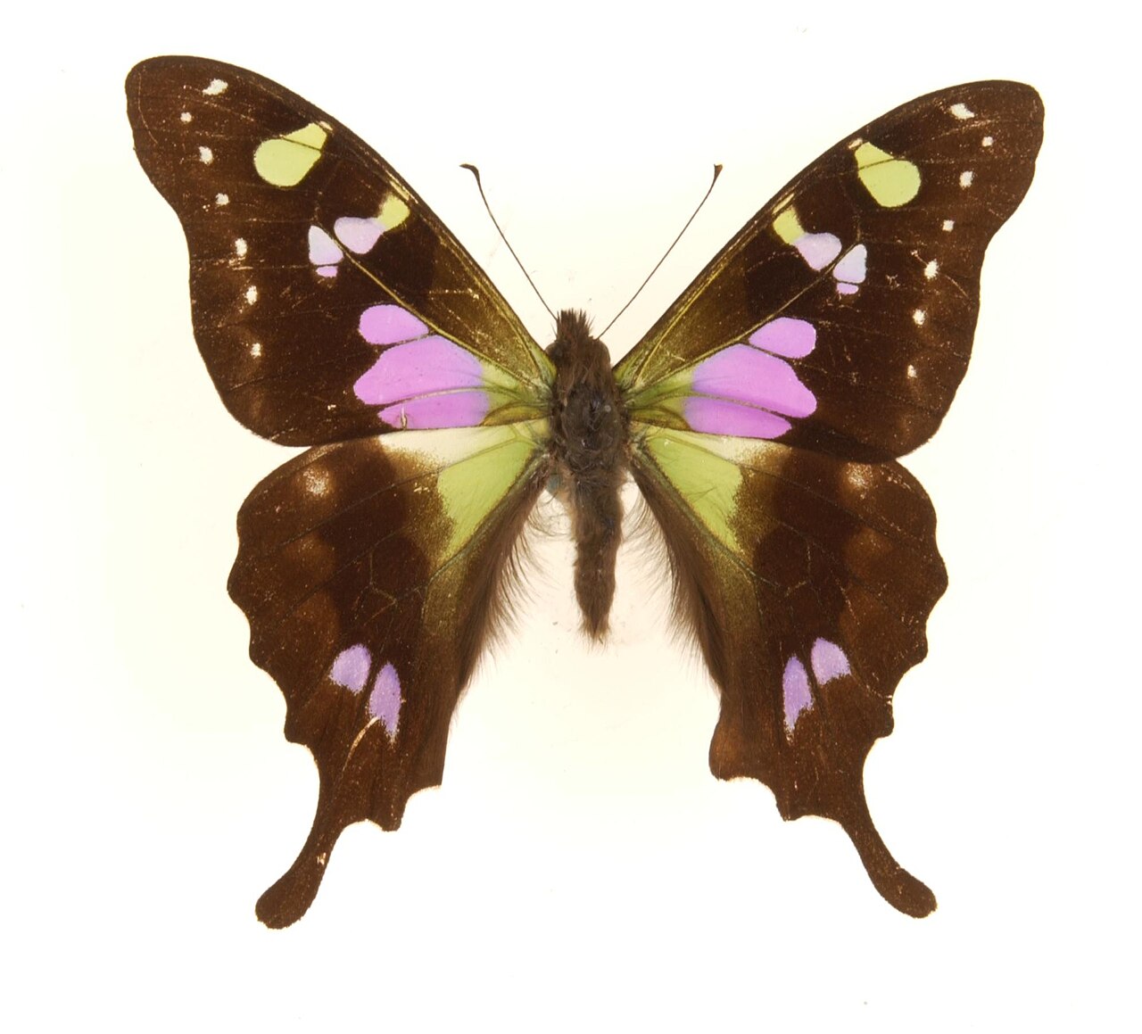Graphium weiskei