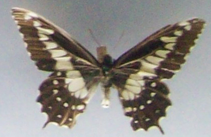 Euryades duponchelii