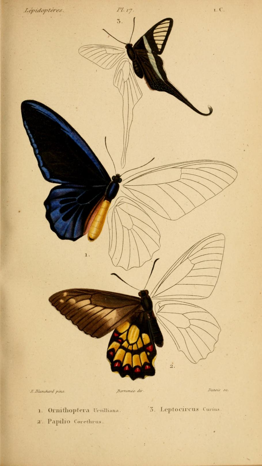 Euryades corethrus