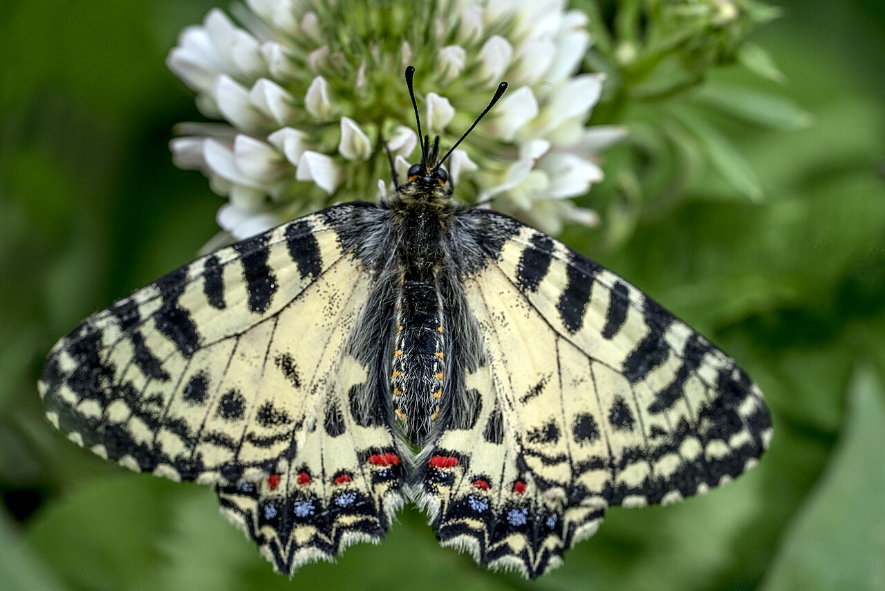 Zerynthia cretica