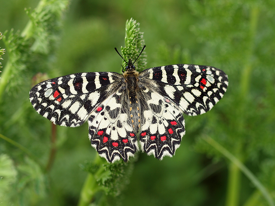 Zerynthia rumina