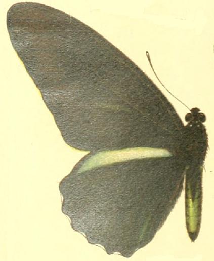 Battus crassus