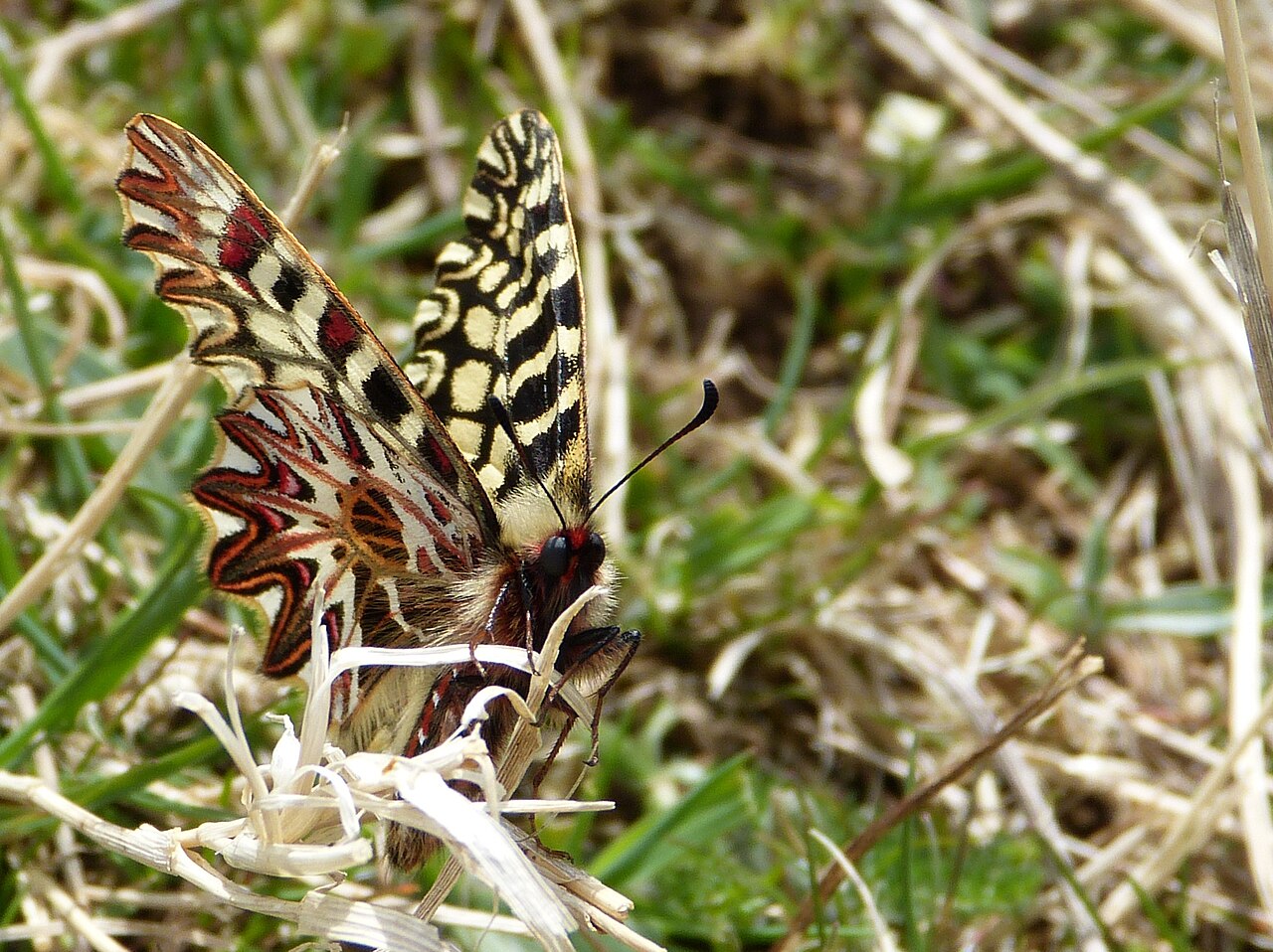 Zerynthia cassandra