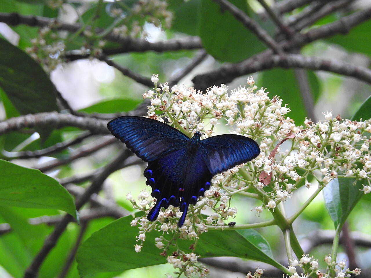 Papilio okinawensis