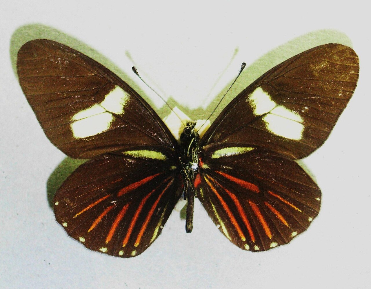 Archonias brassolis