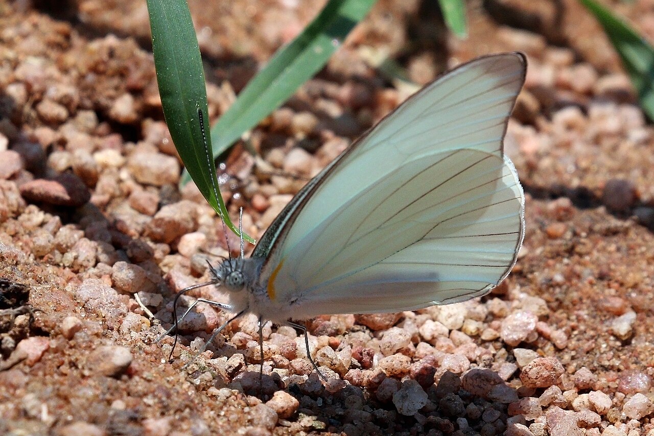 Ganyra phaloe