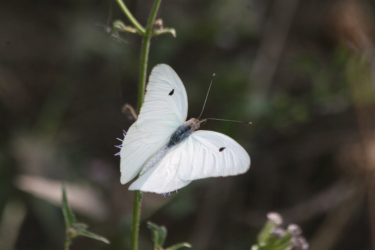 大白純粉蝶（Ganyra josephina）