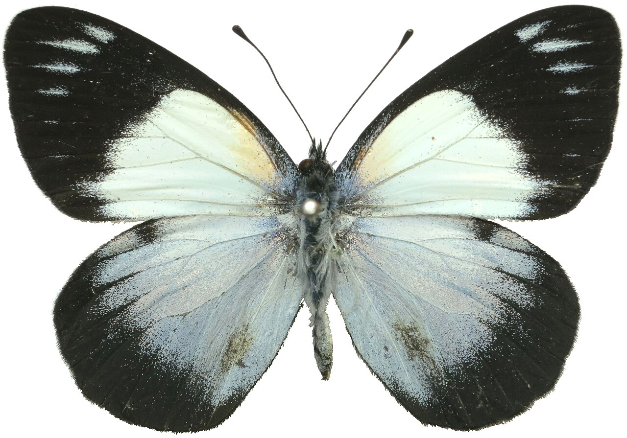 Belenois margaritacea