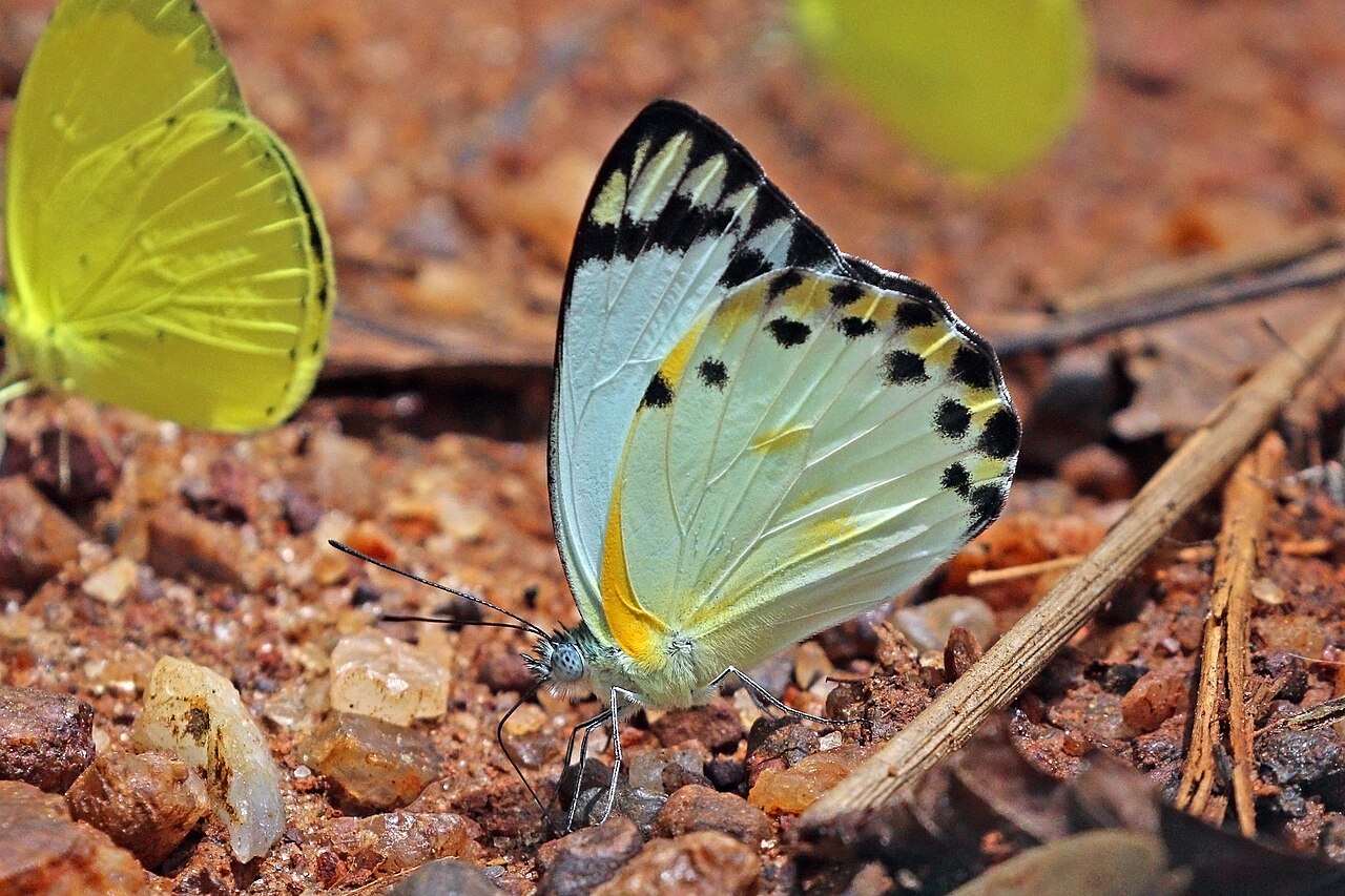 Belenois theora