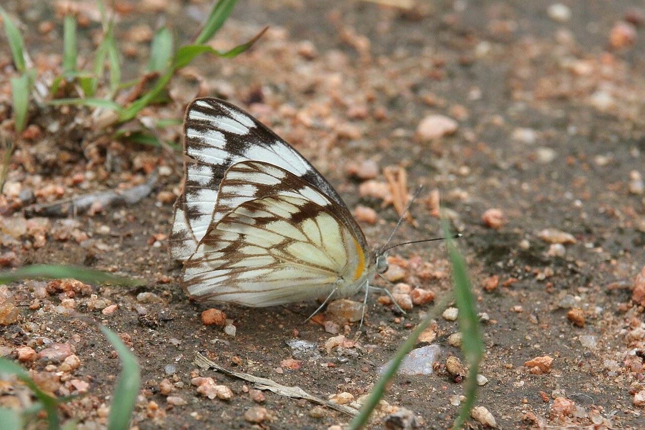 Belenois gidica
