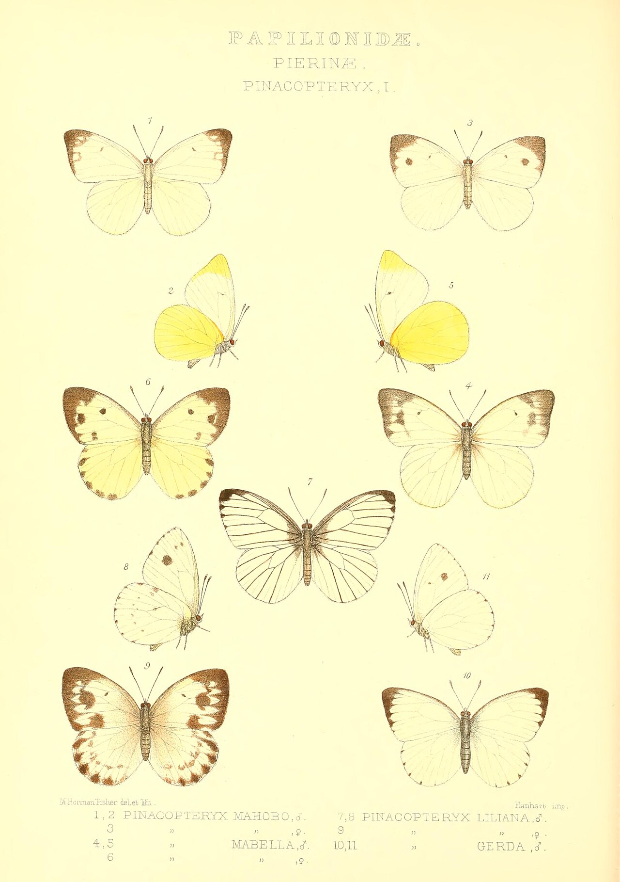 Belenois mabella