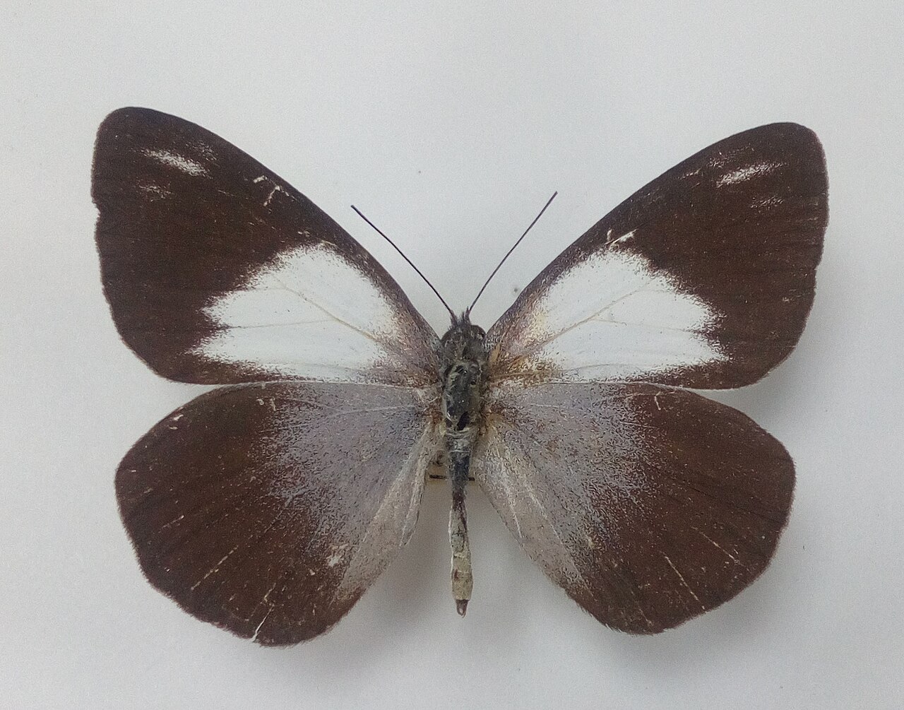 Belenois raffrayi