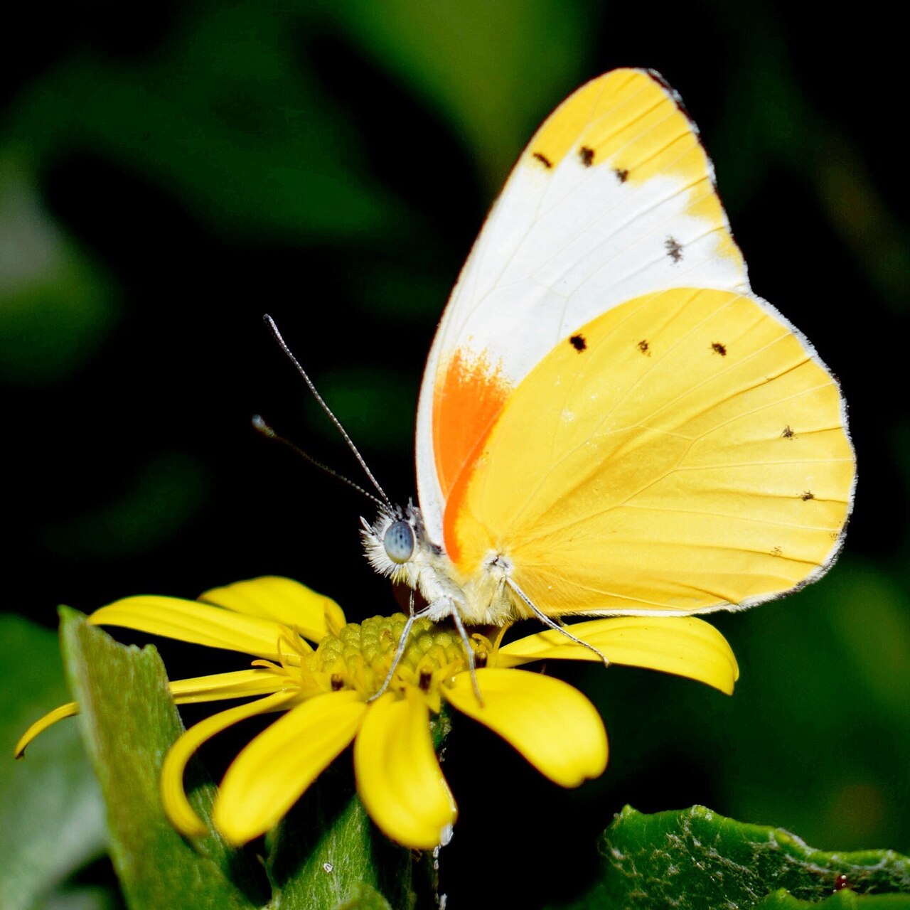 Belenois thysa