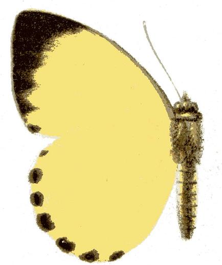 Belenois solilucis