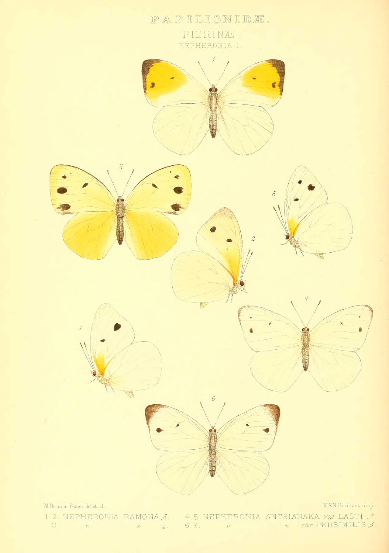 Belenois antsianaka
