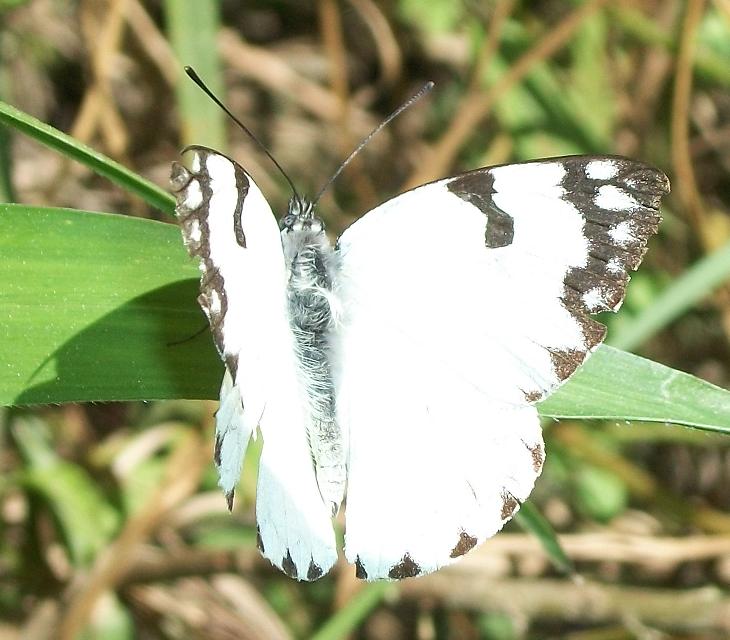 Belenois zochalia