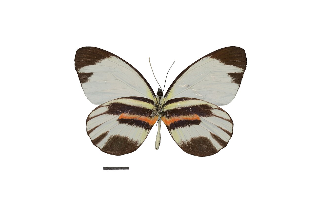 Perrhybris pamela