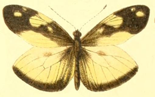 Dismorphia thermesina