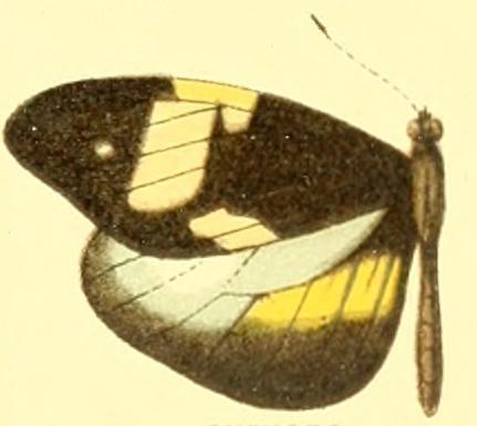 Dismorphia eunoe