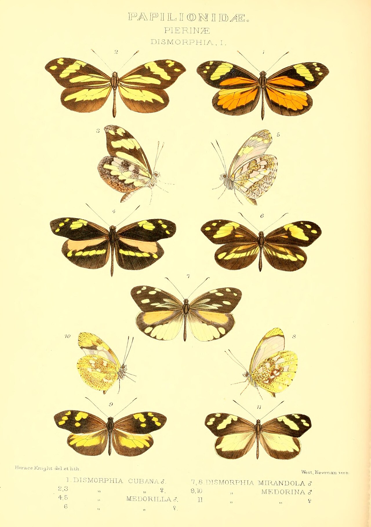 Dismorphia medorilla