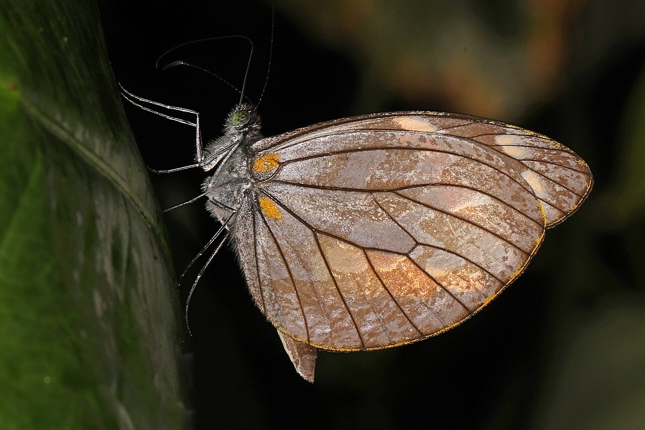 Dismorphia zaela
